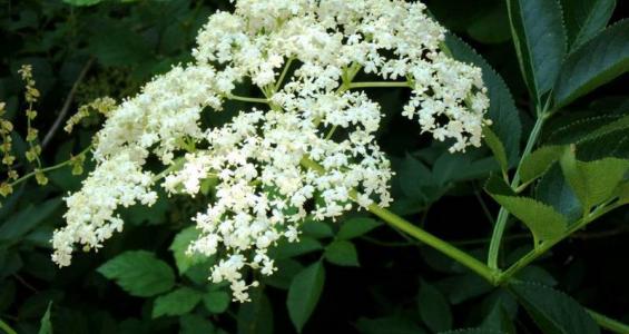 Sambucus nigra L.
