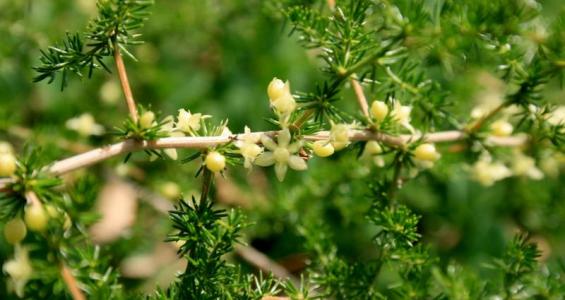 Asparagus acutifolius L.