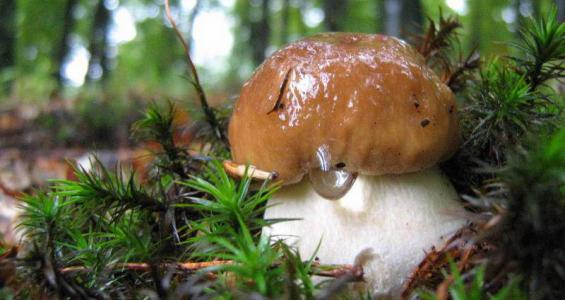 Boletus edulis Bull. ex Fries