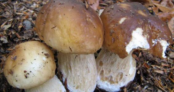 Boletus edulis Bull. ex Fries