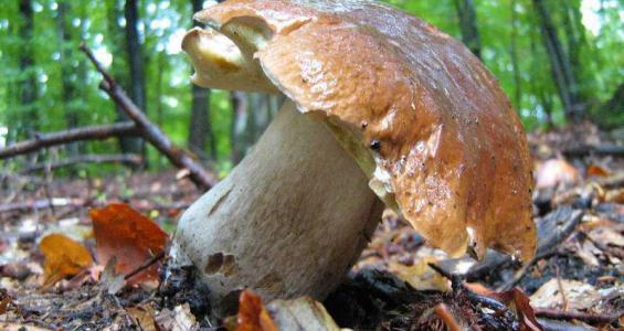 Boletus edulis Bull. ex Fries