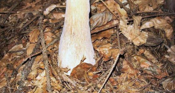 Boletus edulis Bull. ex Fries