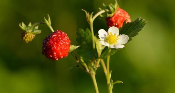 Fragaria vesca L.