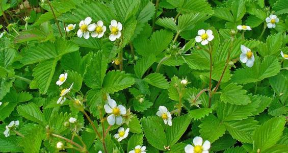 Fragaria vesca L.