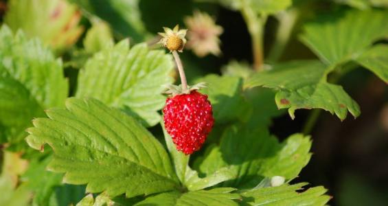 Fragaria vesca L.