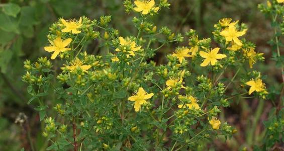 Hypericum perforatum L.