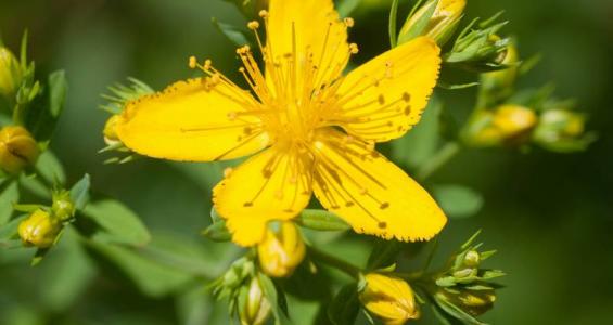Hypericum perforatum L.