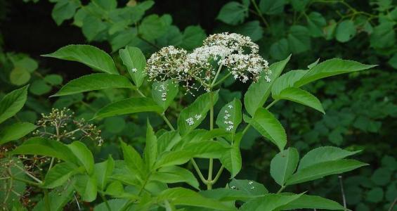 Sambucus nigra L.