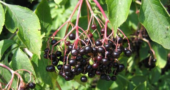 Sambucus nigra L.