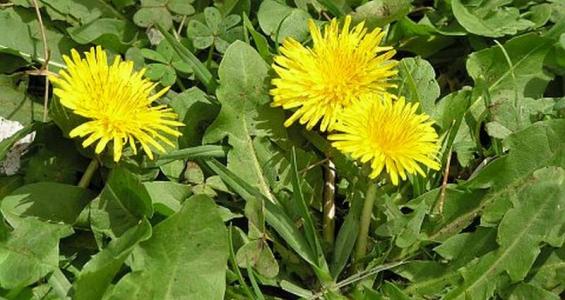 Taraxacum officinale F.H. Wigg